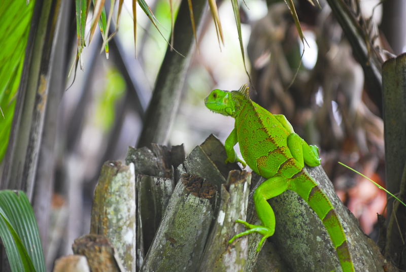 Iguana