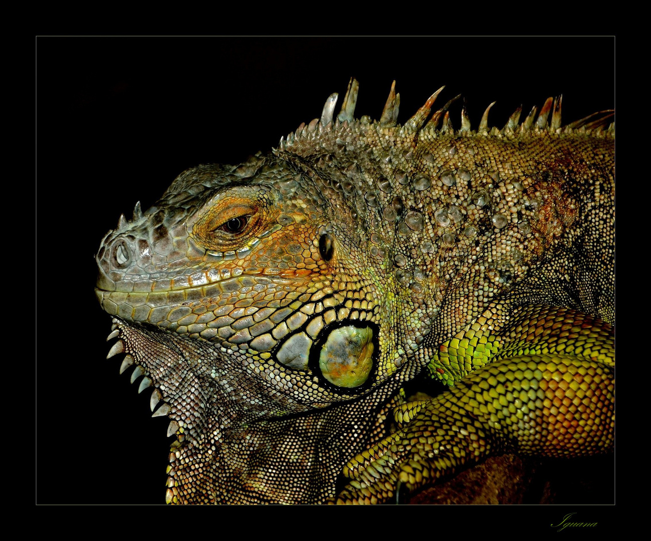 Iguana