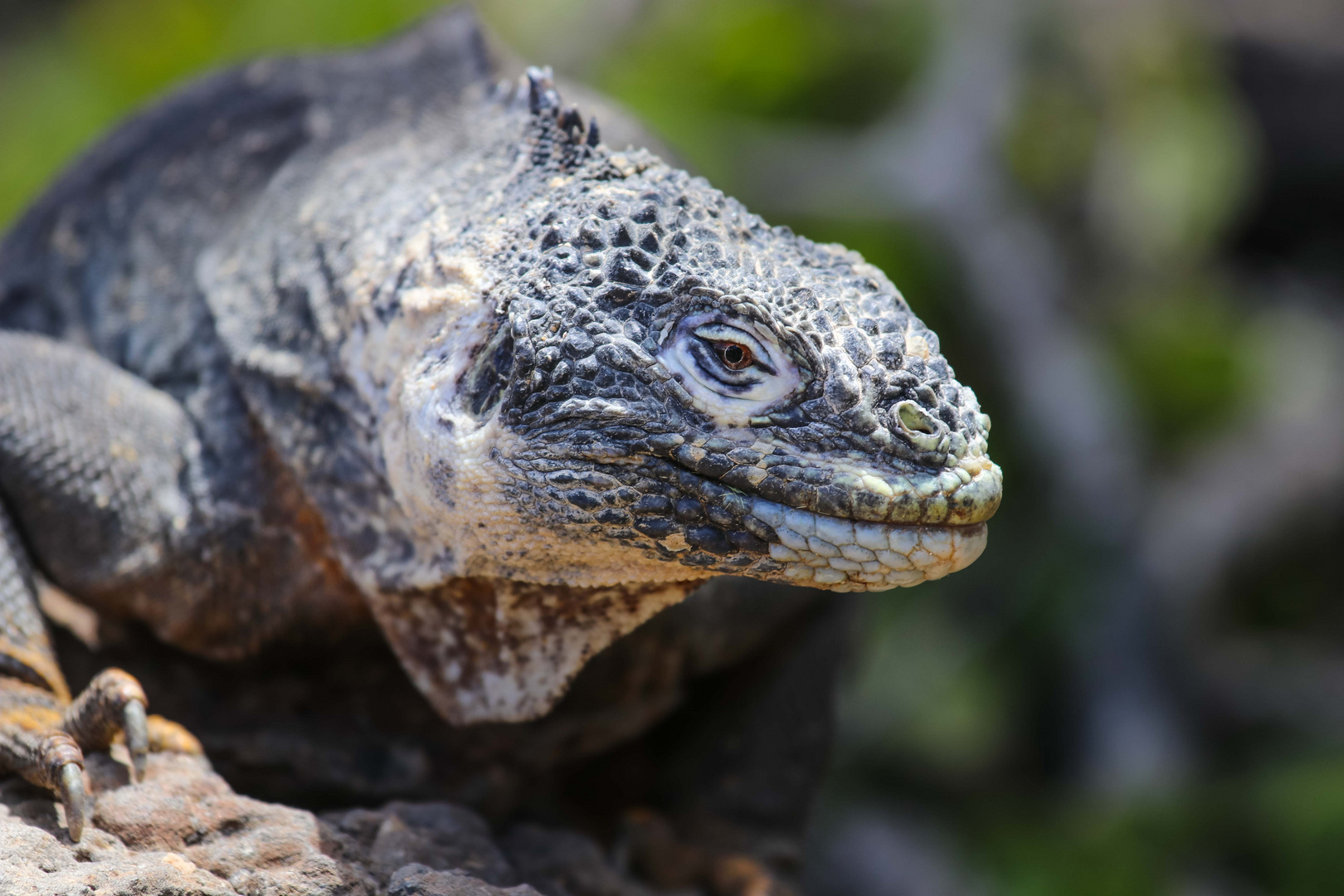 Iguana