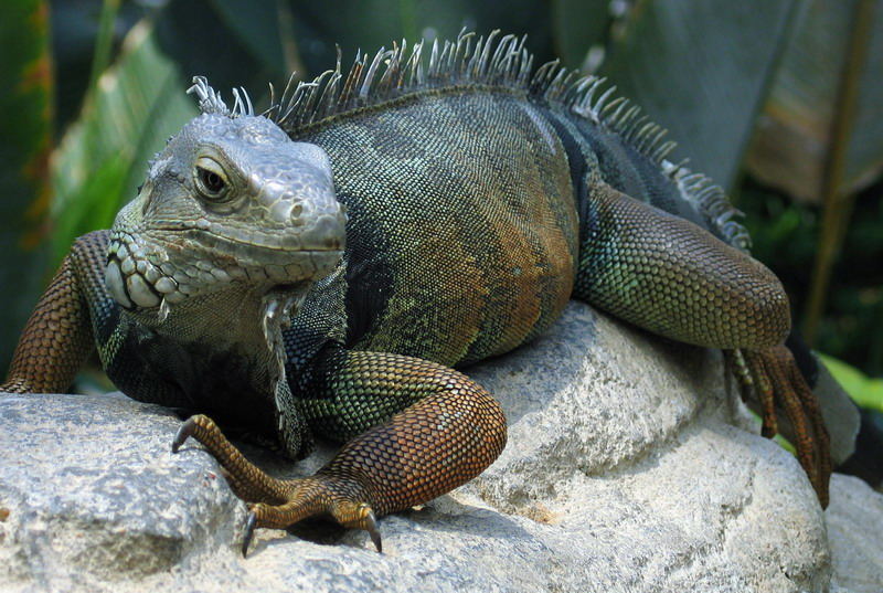 Iguana