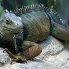 Iguana