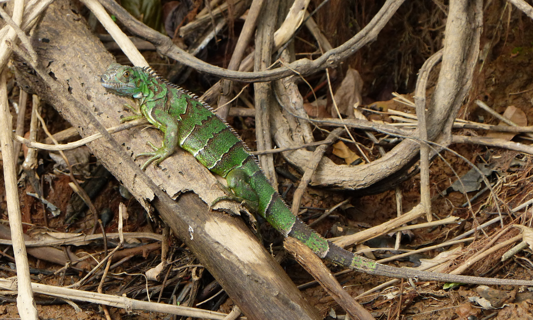 - iguana -