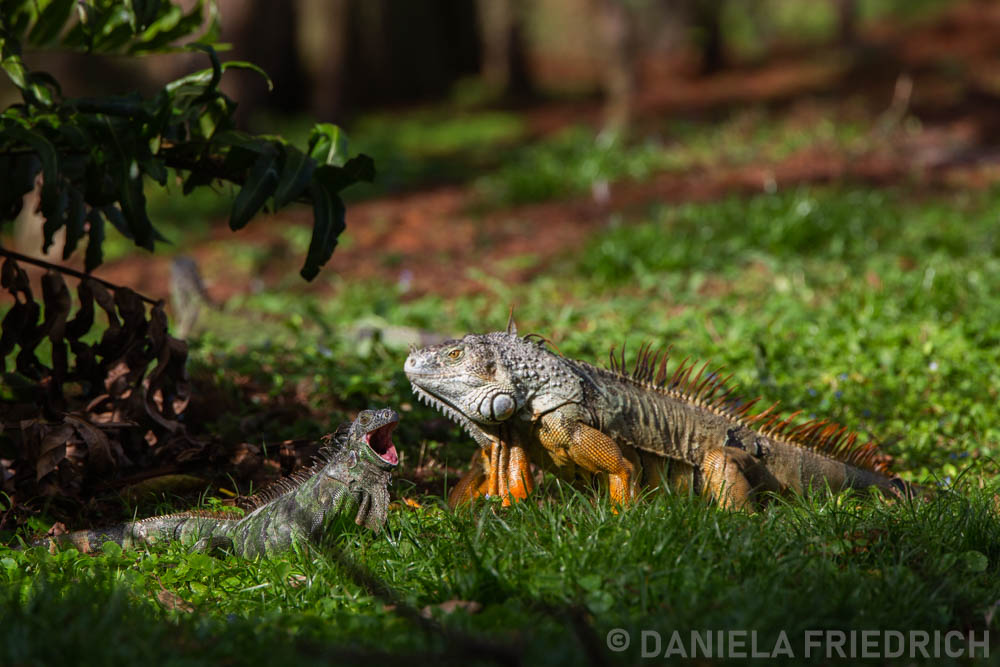 Iguana