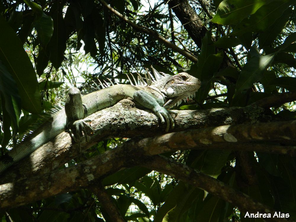 Iguana