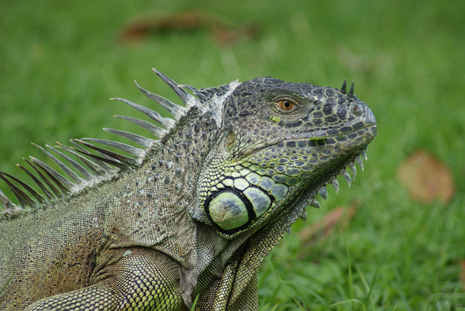 iguana