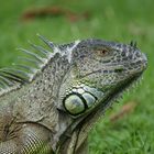 iguana