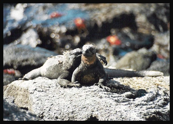 iguana