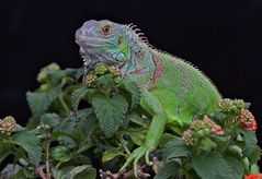 iguana