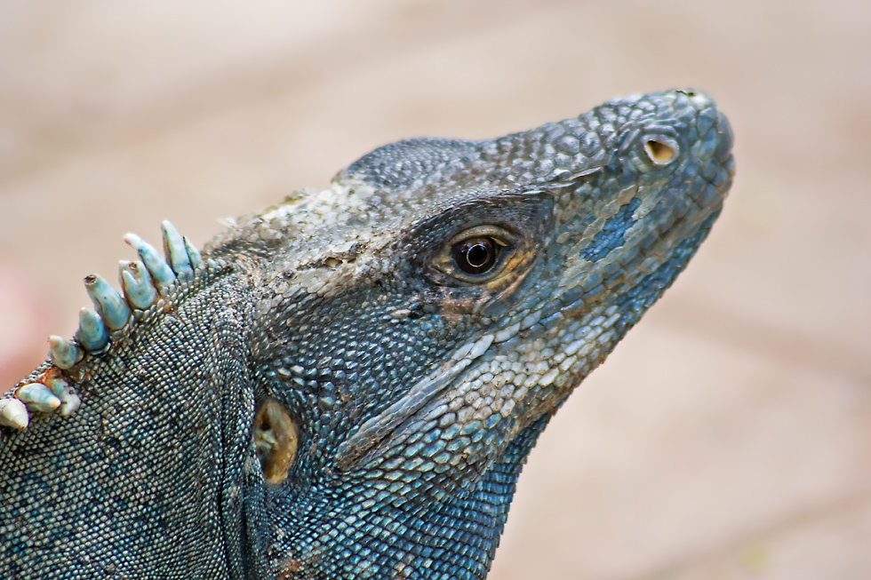 Iguana