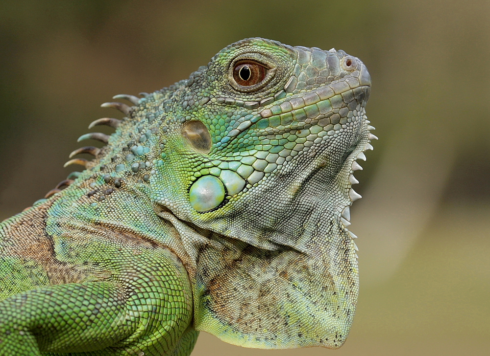 iguana