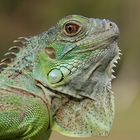 iguana