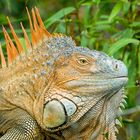 Iguana