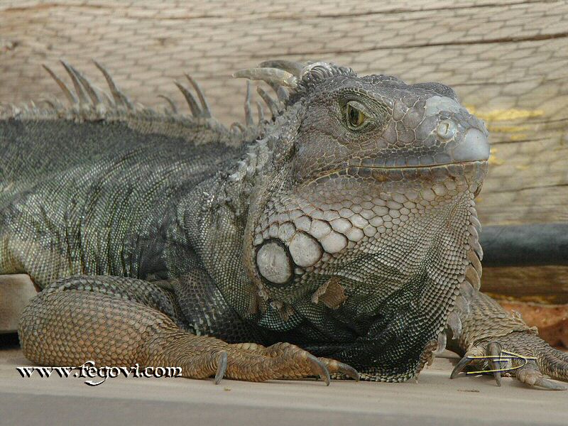 iguana