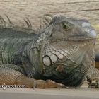 iguana