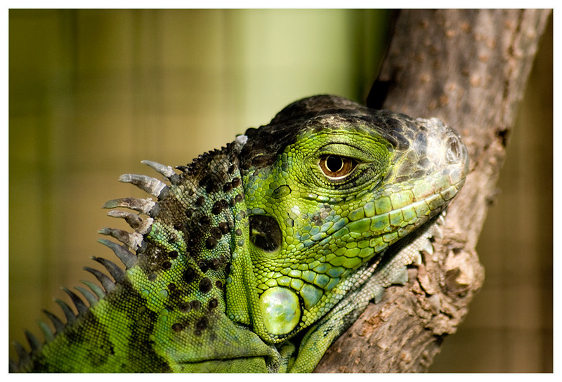 Iguana