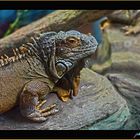 Iguana