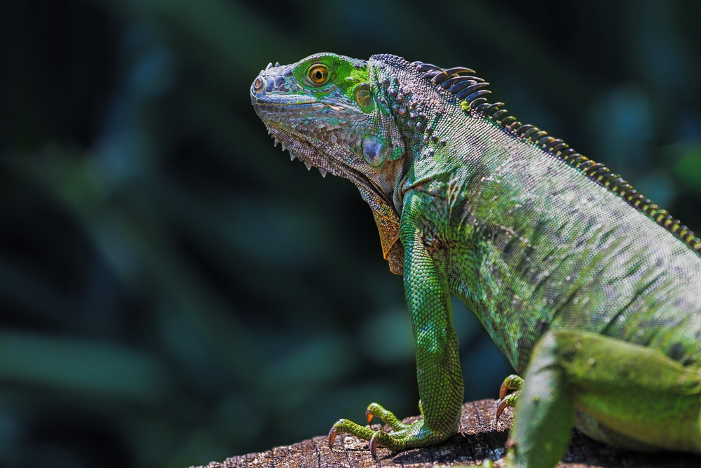 Iguana