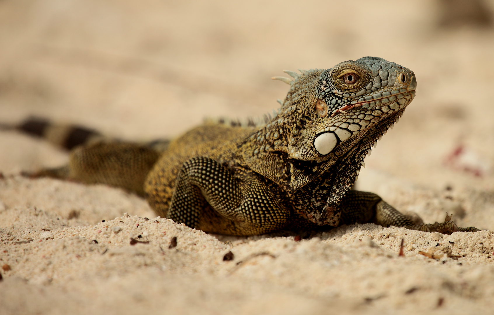 Iguana