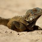 Iguana