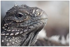 Iguana