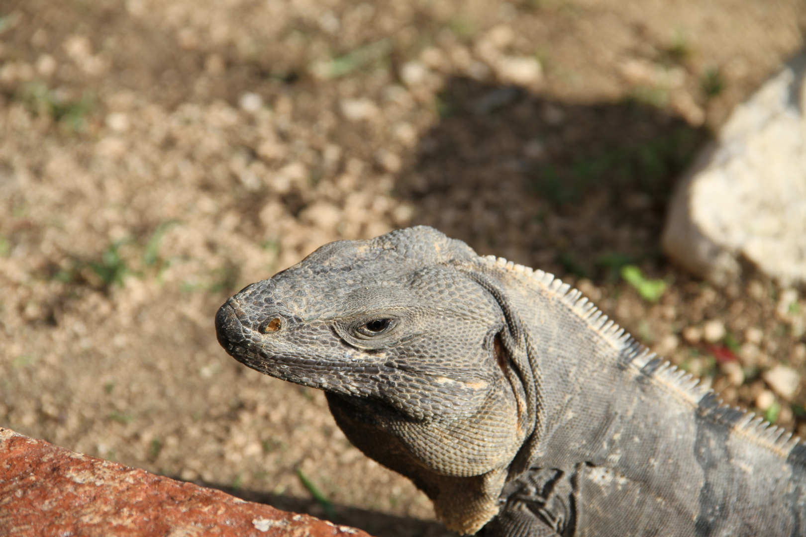 Iguana