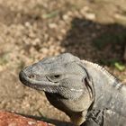 Iguana