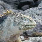 IGUANA