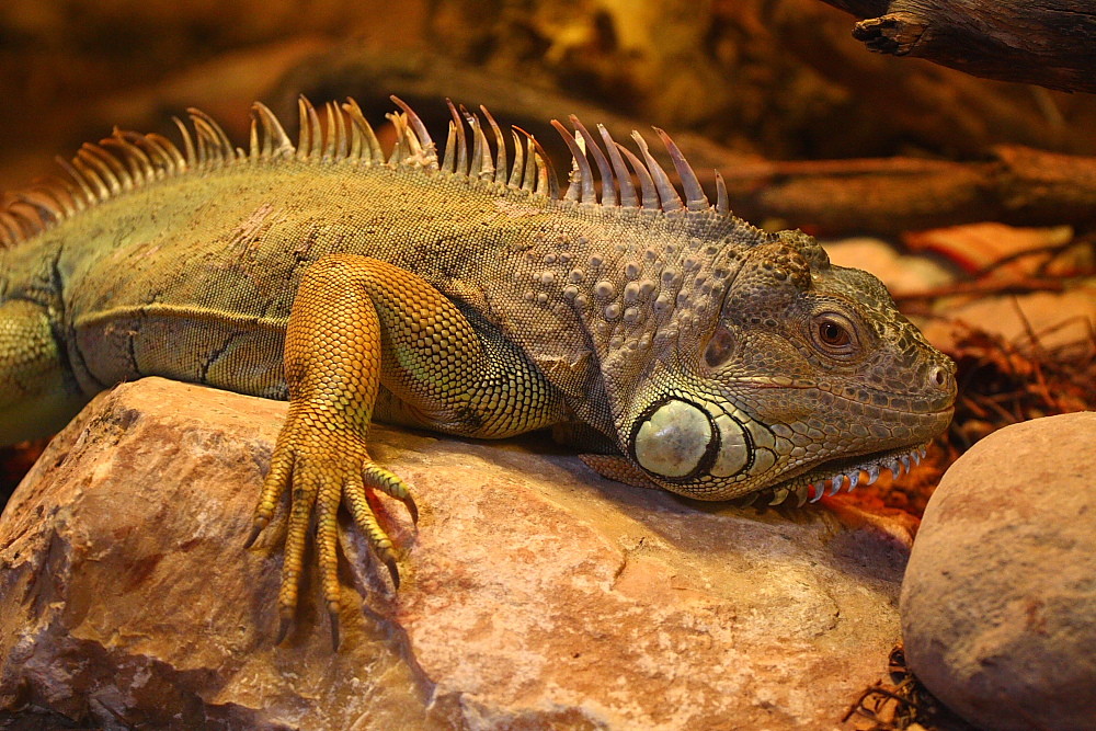 Iguana