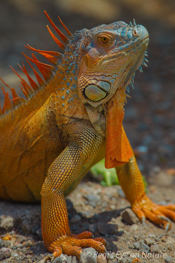 Iguana