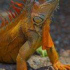 Iguana