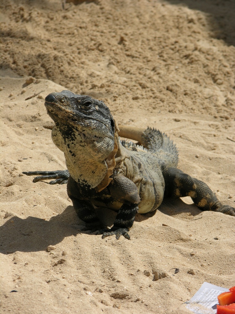 Iguana