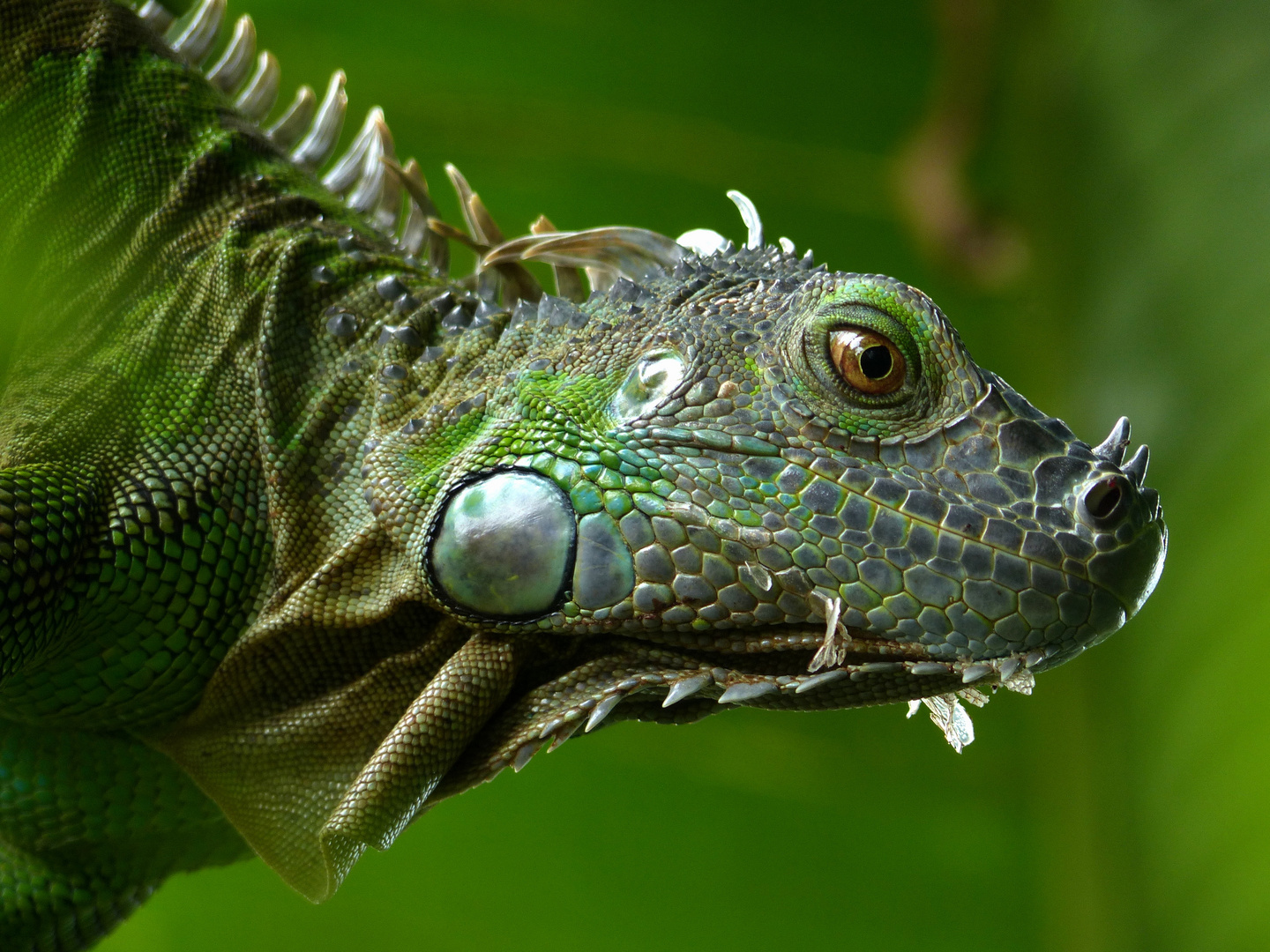 Iguana