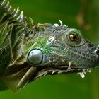 Iguana