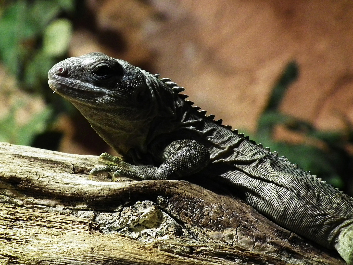 Iguana