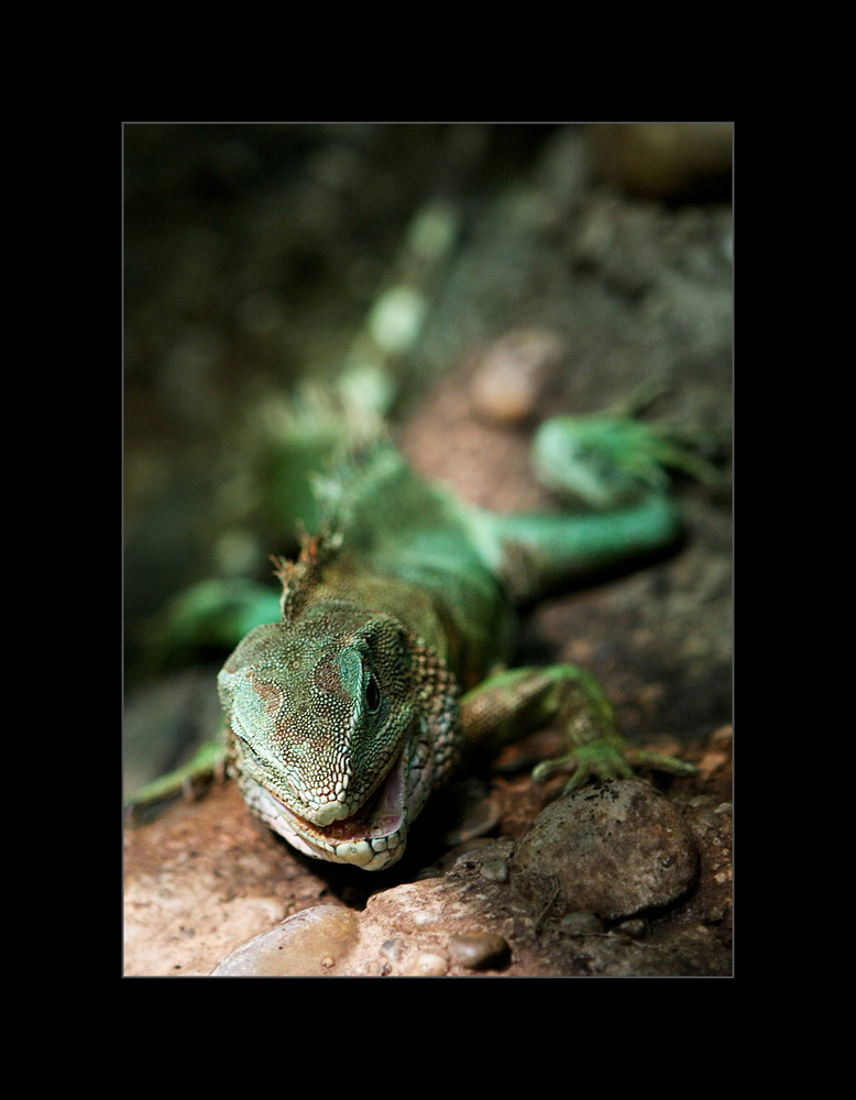 Iguana