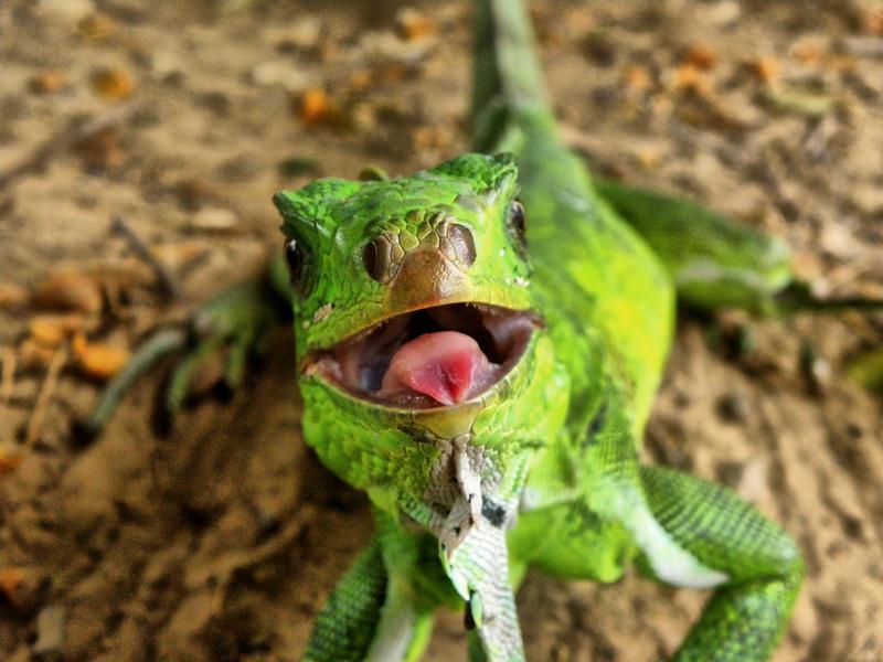 Iguana