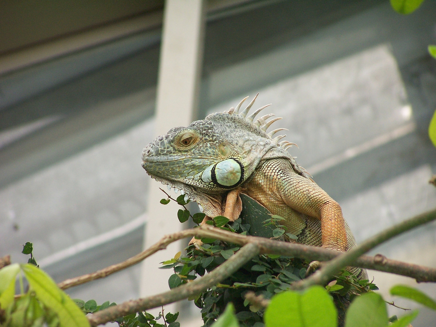 iguana