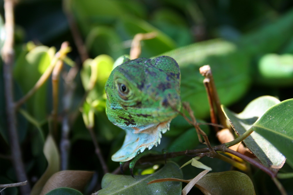 Iguana