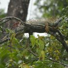 Iguana