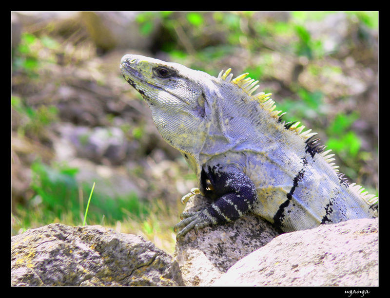 iguana