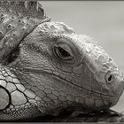 Iguana