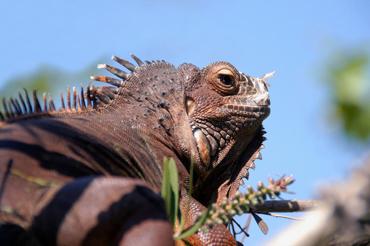 Iguana