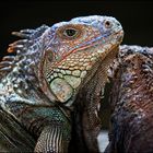 Iguana