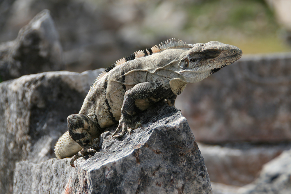 Iguana again