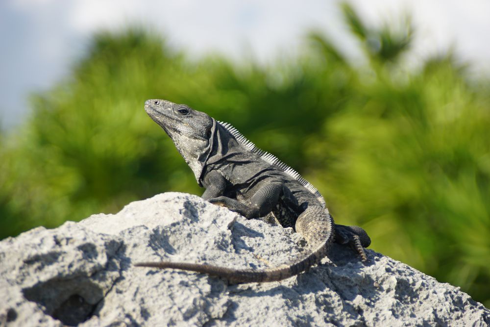 Iguana am sonnenbaden