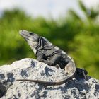 Iguana am sonnenbaden