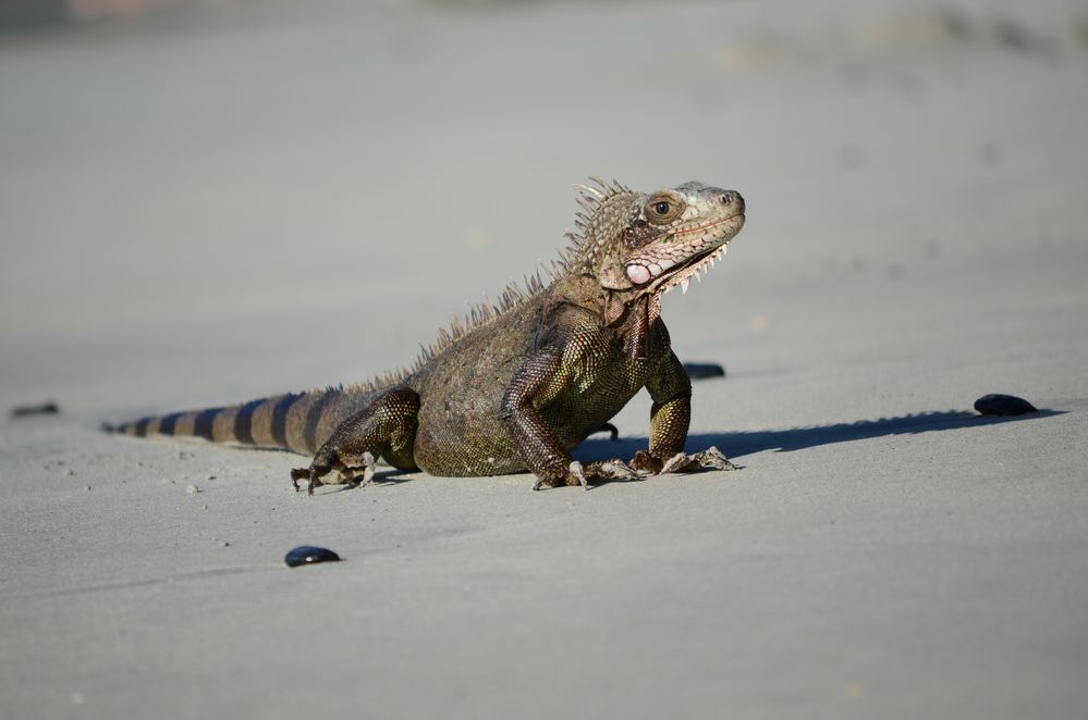 Iguana at Little Maho Beach