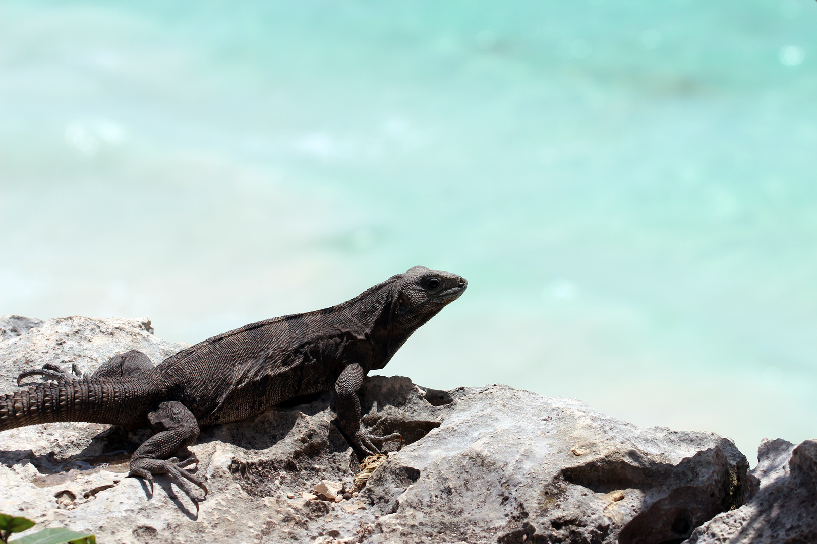 Iguana at Tulum