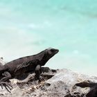 Iguana at Tulum