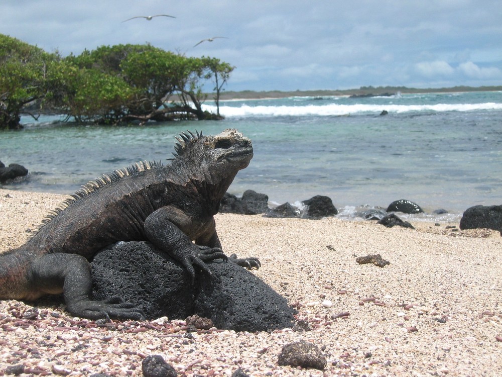 Iguana auf den Galápagos Inseln, Isabela